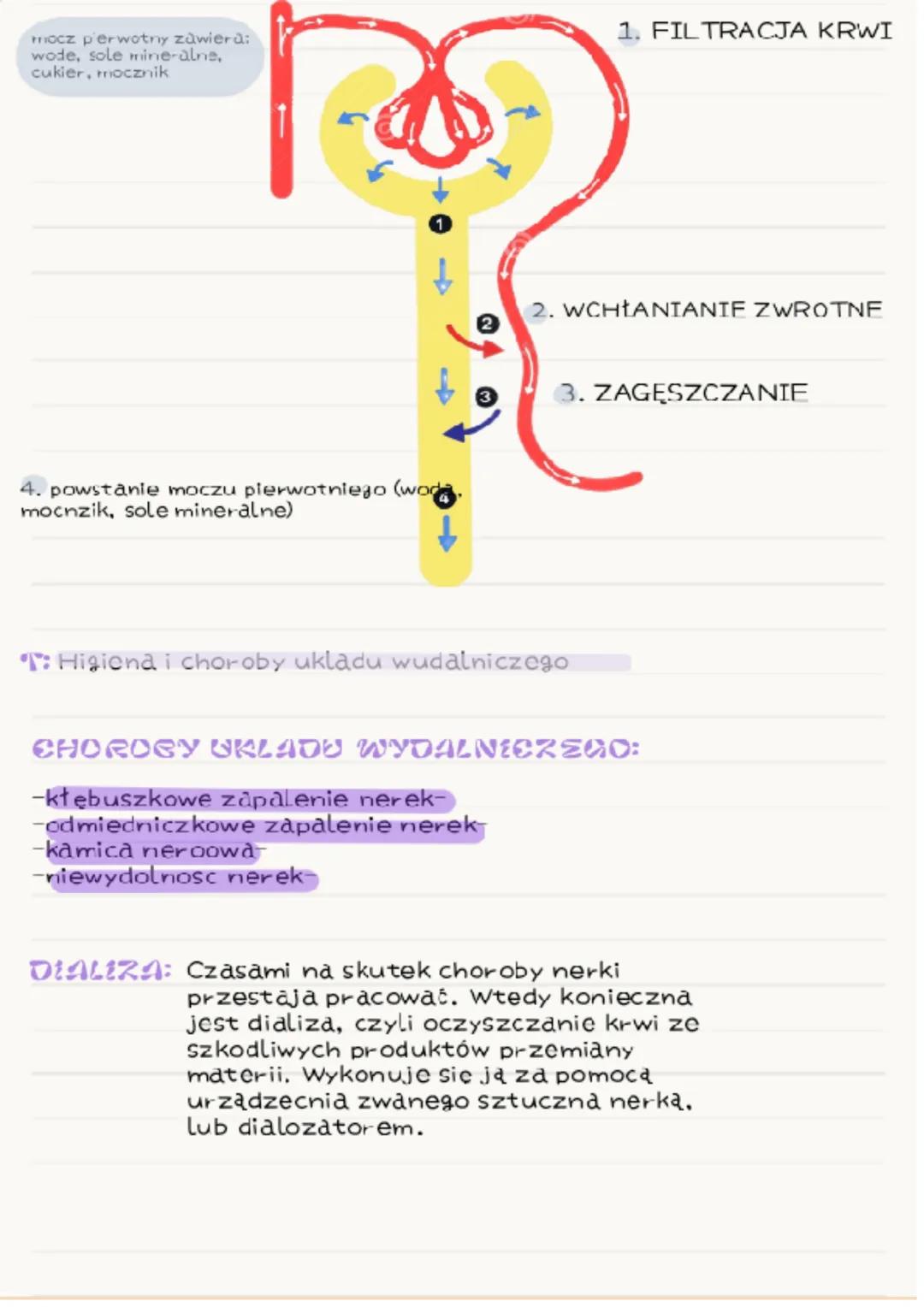 UKŁAD WYDALNICZY
T: Drogi usuwania z organizmu produktów
przemiany materii
WYDALANES: Proces usuwania z organizmu zbędnych lub
szkodliwych p