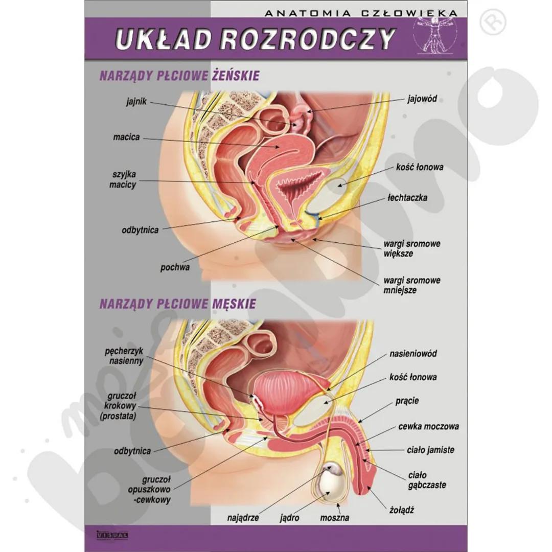 ANATOMIA CZŁOWIEKA
# UKŁAD ROZRODCZY
## NARZĄDY PŁCIOWE ŻEŃSKIE
jajnik
macica
szyjka
macicy
jajowód
kość łonowa
łechtaczka
odbytnic
