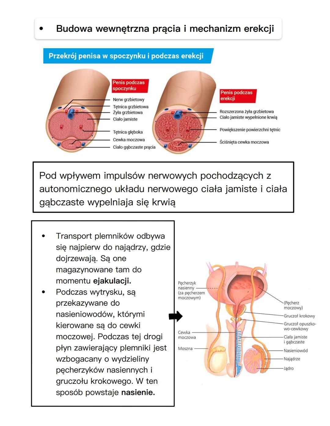 ANATOMIA CZŁOWIEKA
# UKŁAD ROZRODCZY
## NARZĄDY PŁCIOWE ŻEŃSKIE
jajnik
macica
szyjka
macicy
jajowód
kość łonowa
łechtaczka
odbytnic