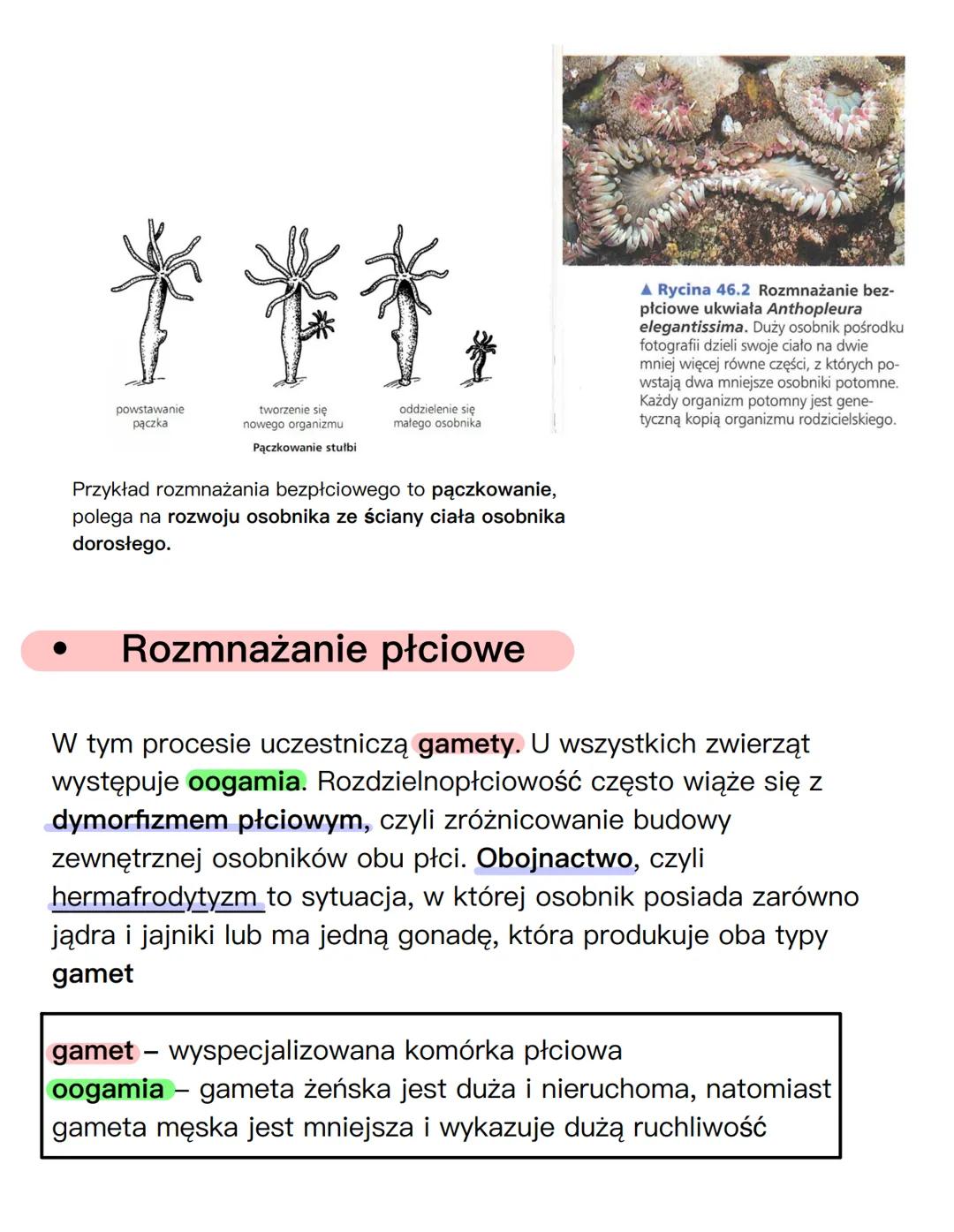 ANATOMIA CZŁOWIEKA
# UKŁAD ROZRODCZY
## NARZĄDY PŁCIOWE ŻEŃSKIE
jajnik
macica
szyjka
macicy
jajowód
kość łonowa
łechtaczka
odbytnic