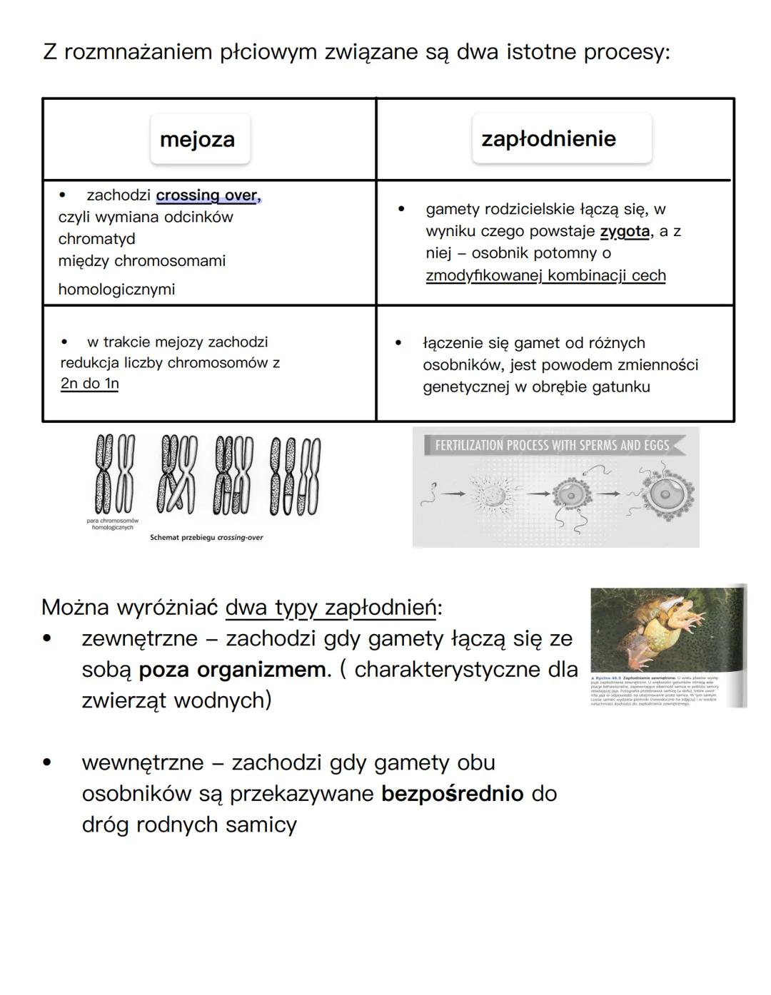 ANATOMIA CZŁOWIEKA
# UKŁAD ROZRODCZY
## NARZĄDY PŁCIOWE ŻEŃSKIE
jajnik
macica
szyjka
macicy
jajowód
kość łonowa
łechtaczka
odbytnic