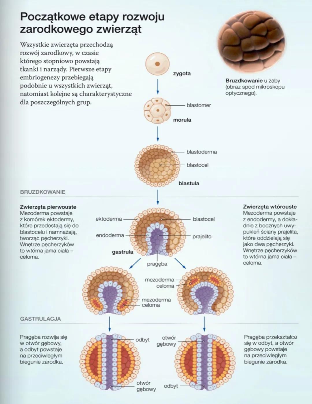 ANATOMIA CZŁOWIEKA
# UKŁAD ROZRODCZY
## NARZĄDY PŁCIOWE ŻEŃSKIE
jajnik
macica
szyjka
macicy
jajowód
kość łonowa
łechtaczka
odbytnic