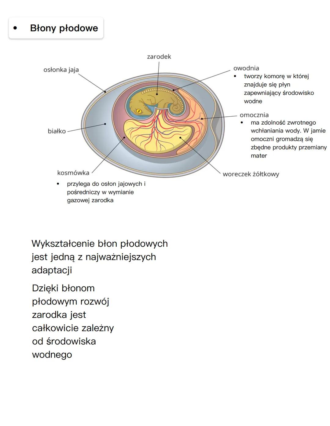 ANATOMIA CZŁOWIEKA
# UKŁAD ROZRODCZY
## NARZĄDY PŁCIOWE ŻEŃSKIE
jajnik
macica
szyjka
macicy
jajowód
kość łonowa
łechtaczka
odbytnic