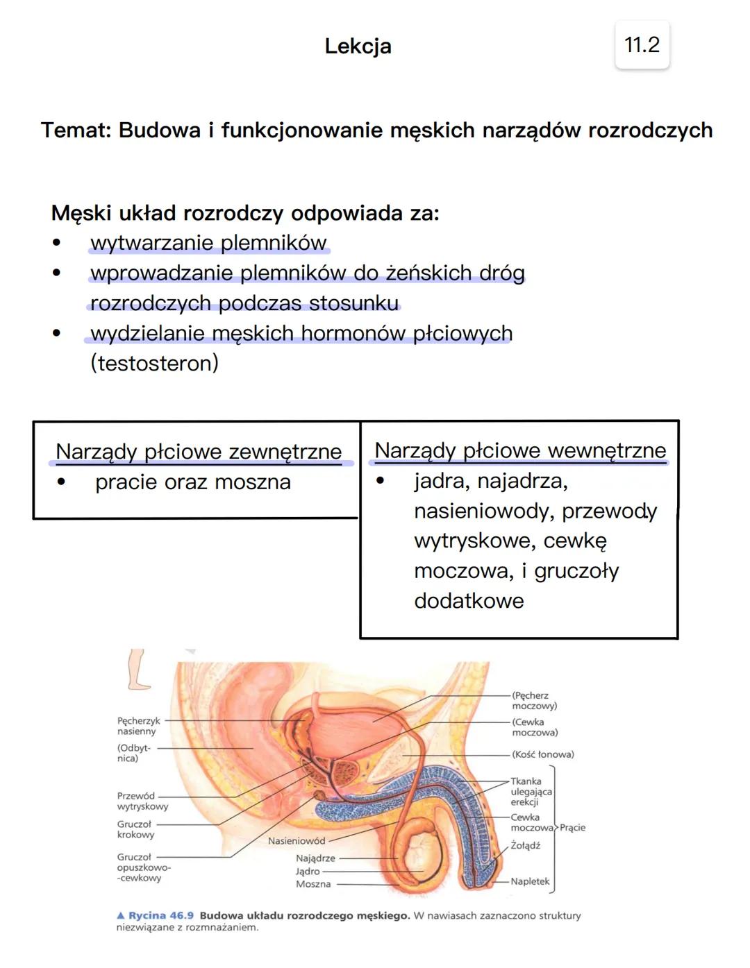 ANATOMIA CZŁOWIEKA
# UKŁAD ROZRODCZY
## NARZĄDY PŁCIOWE ŻEŃSKIE
jajnik
macica
szyjka
macicy
jajowód
kość łonowa
łechtaczka
odbytnic