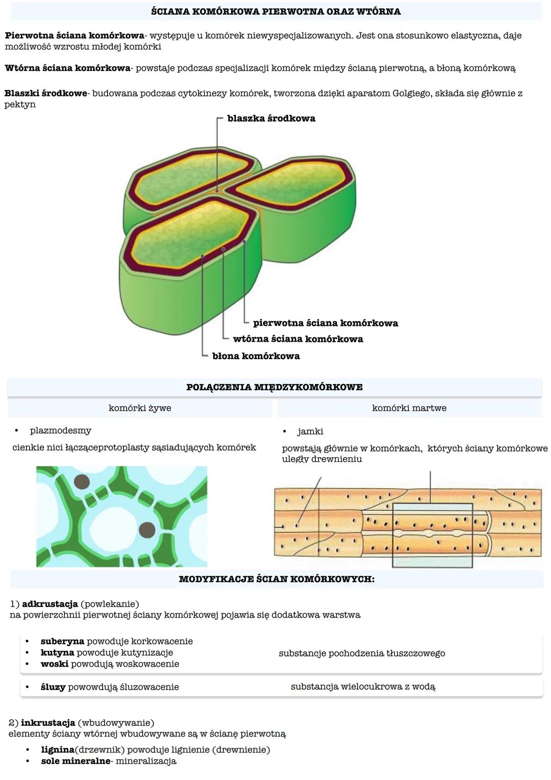BUDOWA ŚCIANY KOMÓRKOWEJ ROŚLIN
główny składnik: celuloza
podstawowa jednostka budowy: mikrofibryla celulozowa
blaszka środkowa
pierwotn