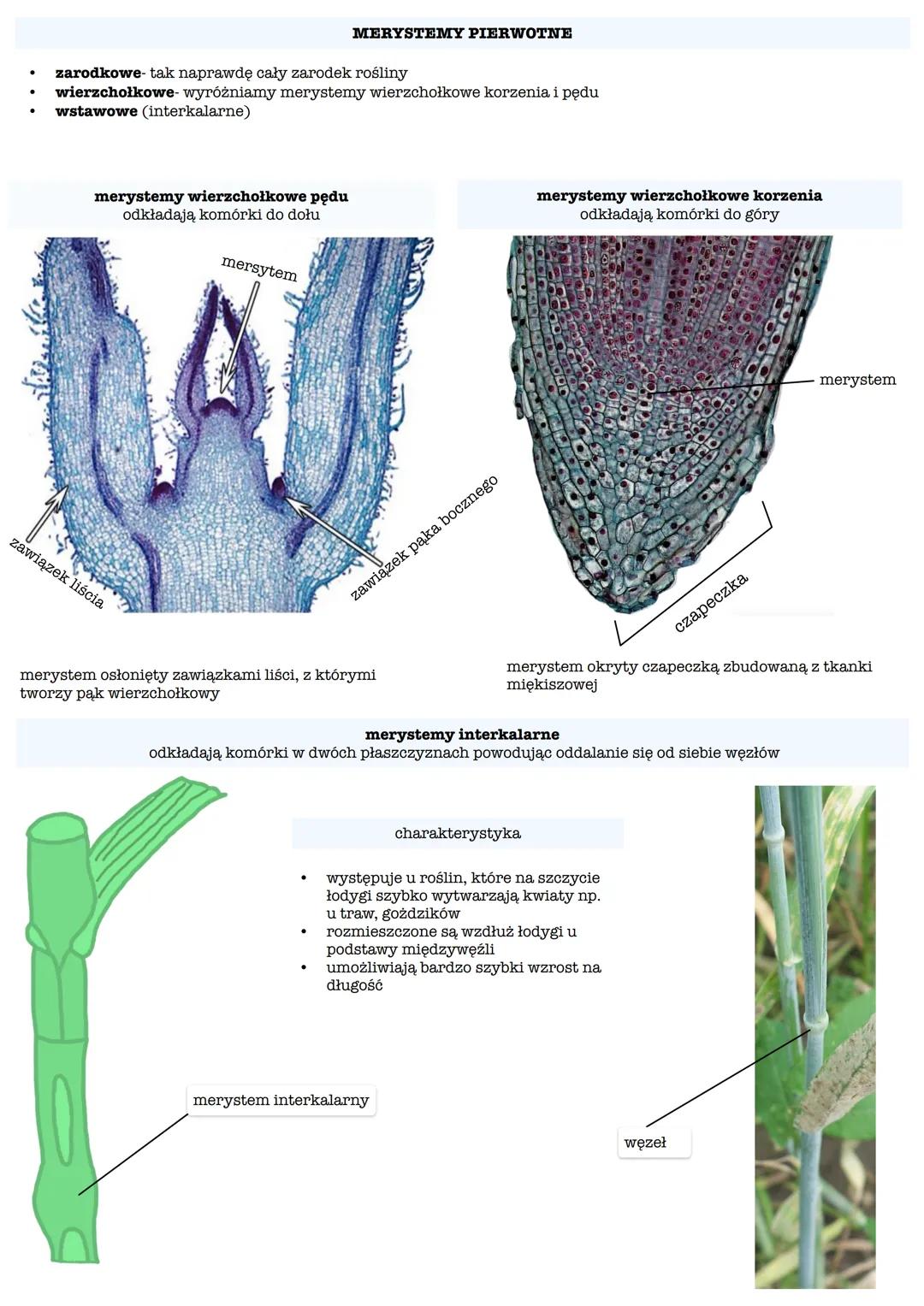 BUDOWA ŚCIANY KOMÓRKOWEJ ROŚLIN
główny składnik: celuloza
podstawowa jednostka budowy: mikrofibryla celulozowa
blaszka środkowa
pierwotn