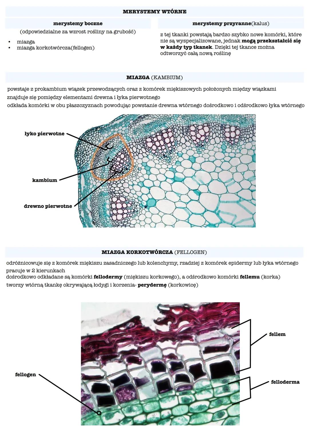 BUDOWA ŚCIANY KOMÓRKOWEJ ROŚLIN
główny składnik: celuloza
podstawowa jednostka budowy: mikrofibryla celulozowa
blaszka środkowa
pierwotn