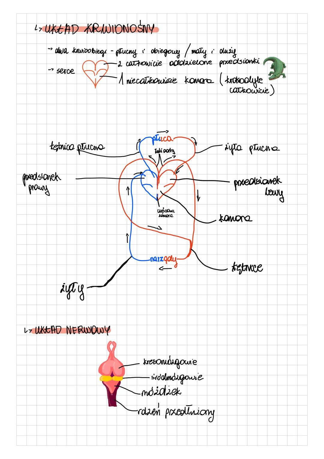 # Gady
1> POKRYCIE GATA
- gruba, sucha skóra
- nielicane gruczoły (2apa wechome)
- siluie zrogowaciaty naskórek
-> linienie - 2xucanie