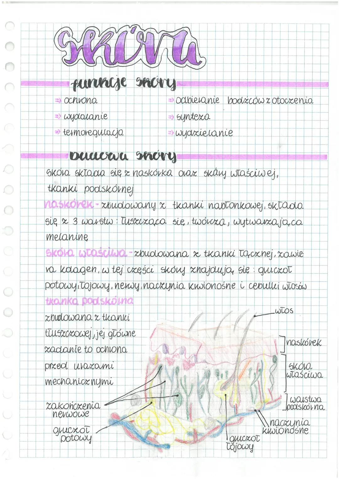 # SKOVA
## funkcje shory
- ochrona
- wydalanie
- termoregulacja
- odbieranie bodźców z otoczenio.
- synteza
- wydzielanie
## buacaa shory