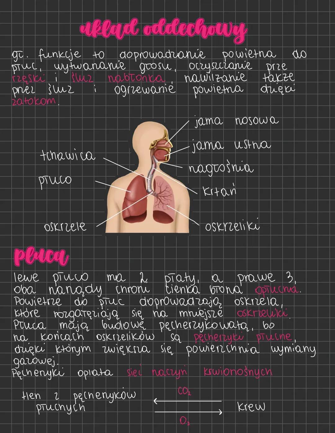 Budowa i funkcje układu oddechowego