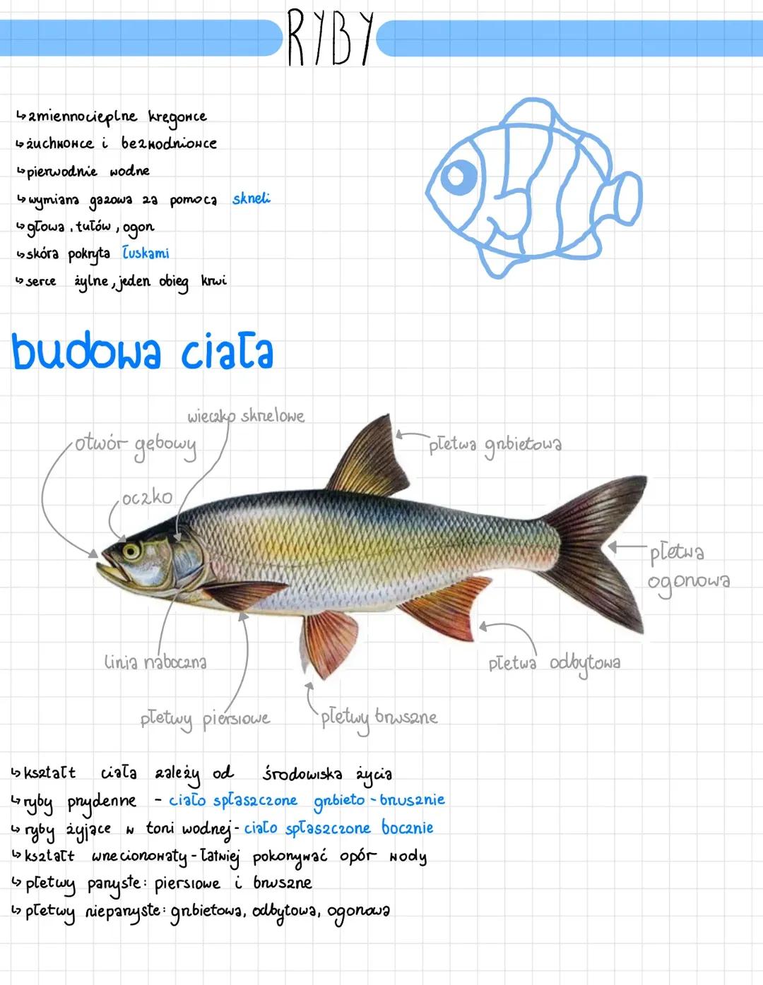 ryby