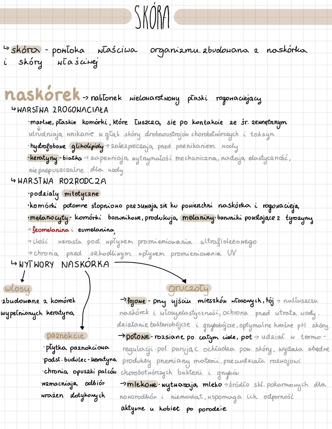 SKORA
↳ skóra - powłoka właściwa organizmu. zbudowana 2 naskórka
i skóry właściwej
naskórek
→ nabłonek wielowarstwowy płaski rogonaciejący
W