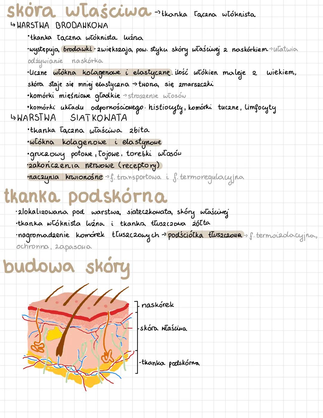SKORA
↳ skóra - powłoka właściwa organizmu. zbudowana 2 naskórka
i skóry właściwej
naskórek
→ nabłonek wielowarstwowy płaski rogonaciejący
W