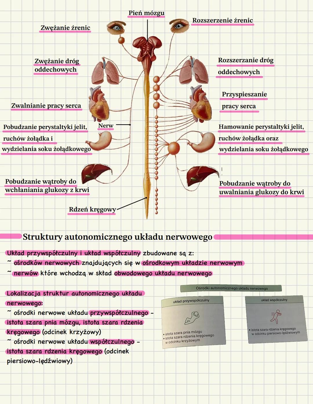 # Autonomiczny układ nerwowy
Funkcjonalny podział układu nerwowego
Ze względu na pełnione funkcje układ nerwowy dzielimy na:
- somatyczny