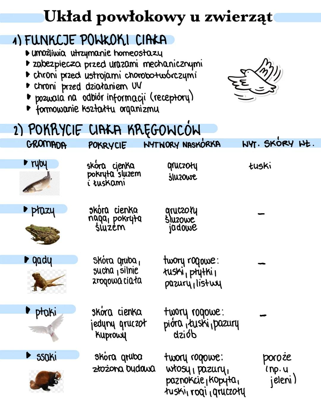 Układ powłokowy biologia liceum poziom rozszerzony
