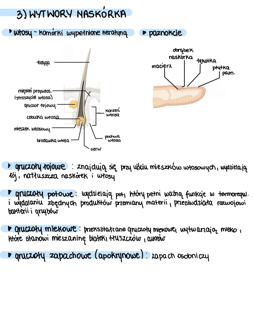 # Układ powłokowy u zwierząt
1) FUNKCIE POWKOKI CIAKA
* umożliwia utrzymanie homeostazy
* zabezpiecza przed urazami mechanicznymi
* c