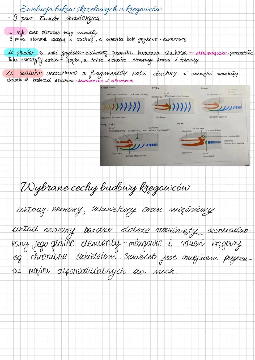 # Cechy charakterystyczne kręgowców
Cechy kręgorców:
→ w ich ciele wyróżniamy 3 zasadnicze części głowę tułów i ogon.
u niektórych gatunuб