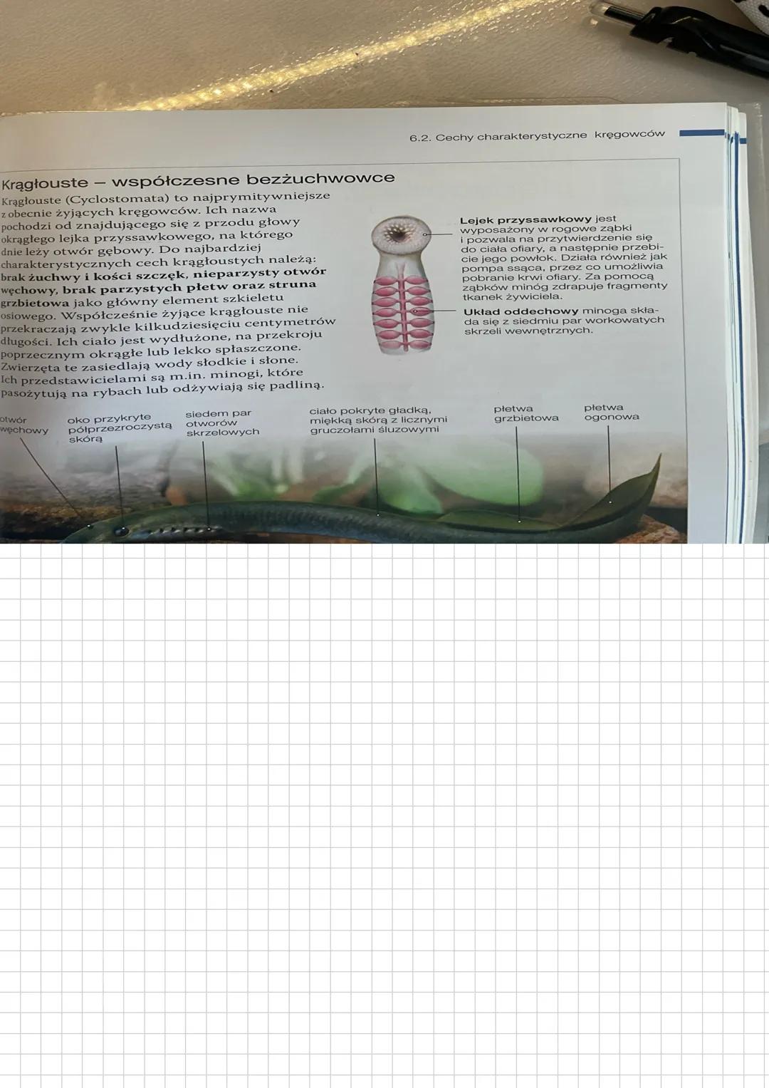 # Cechy charakterystyczne kręgowców
Cechy kręgorców:
→ w ich ciele wyróżniamy 3 zasadnicze części głowę tułów i ogon.
u niektórych gatunuб