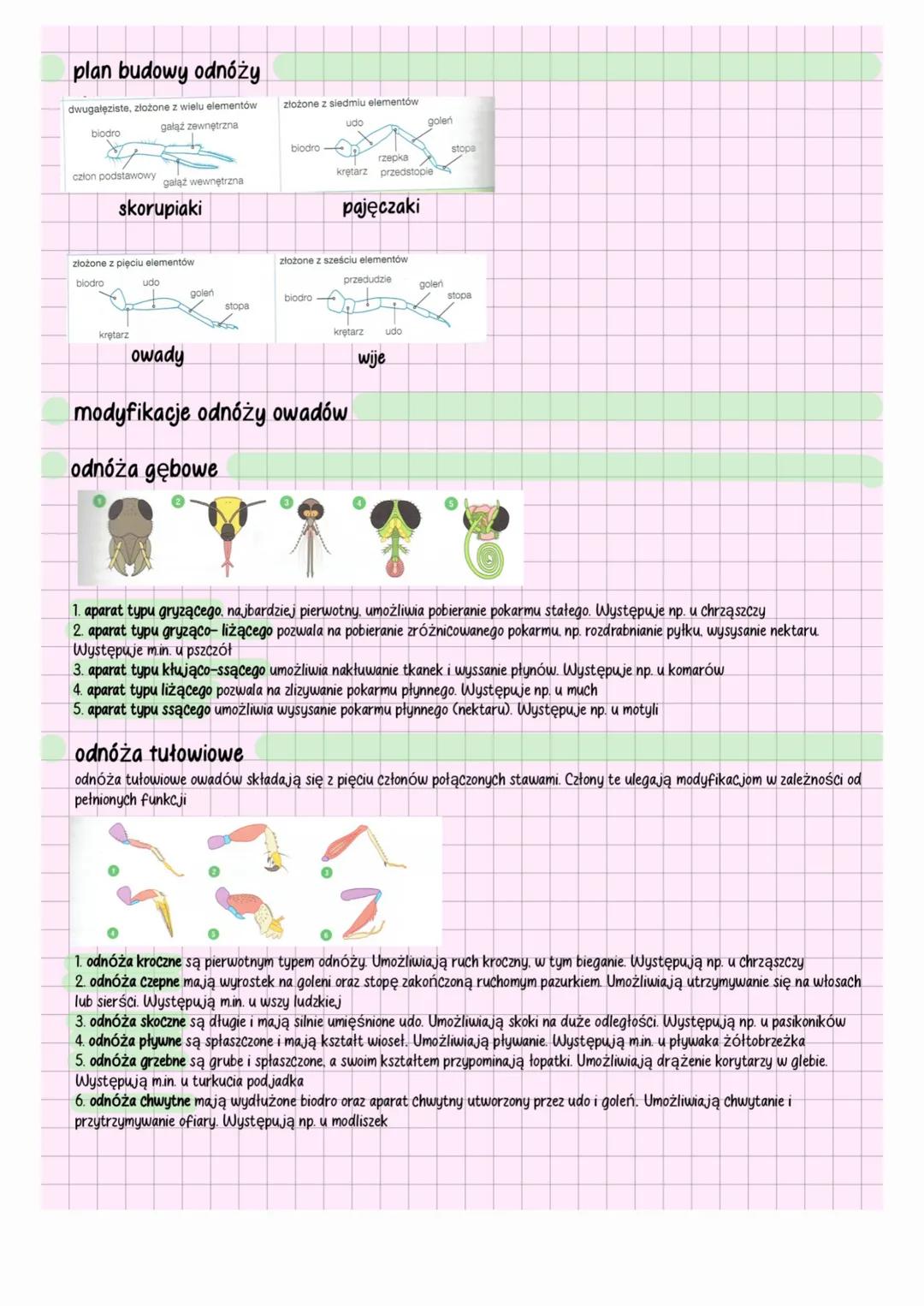 stawonogi
charakterystyka
•stawonogi (Arthropoda) to zwierzęta tkankowe, trójwarstwowe, pierwouste, dwubocznie symetryczne
⚫jamą ciała stawo
