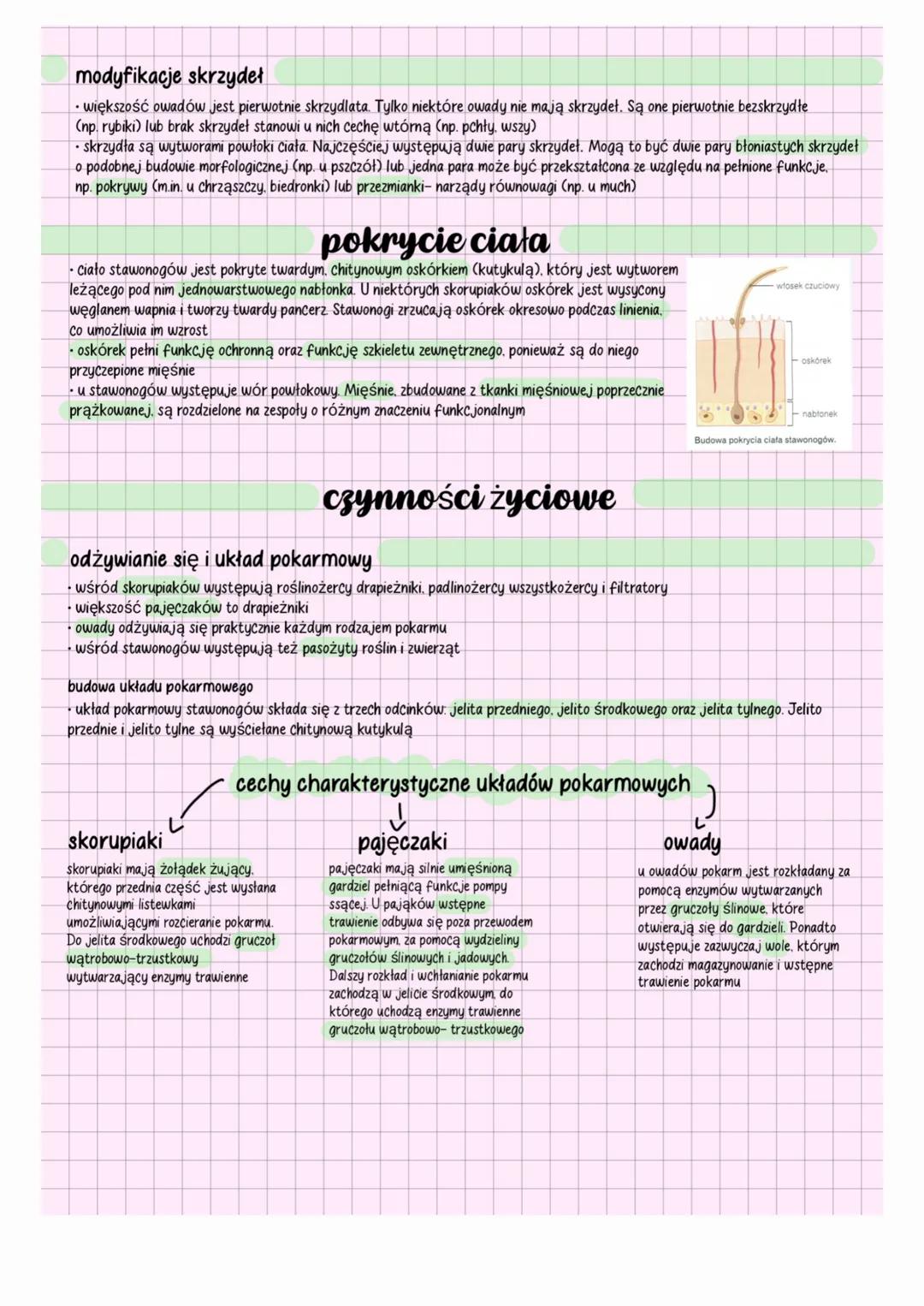 stawonogi
charakterystyka
•stawonogi (Arthropoda) to zwierzęta tkankowe, trójwarstwowe, pierwouste, dwubocznie symetryczne
⚫jamą ciała stawo