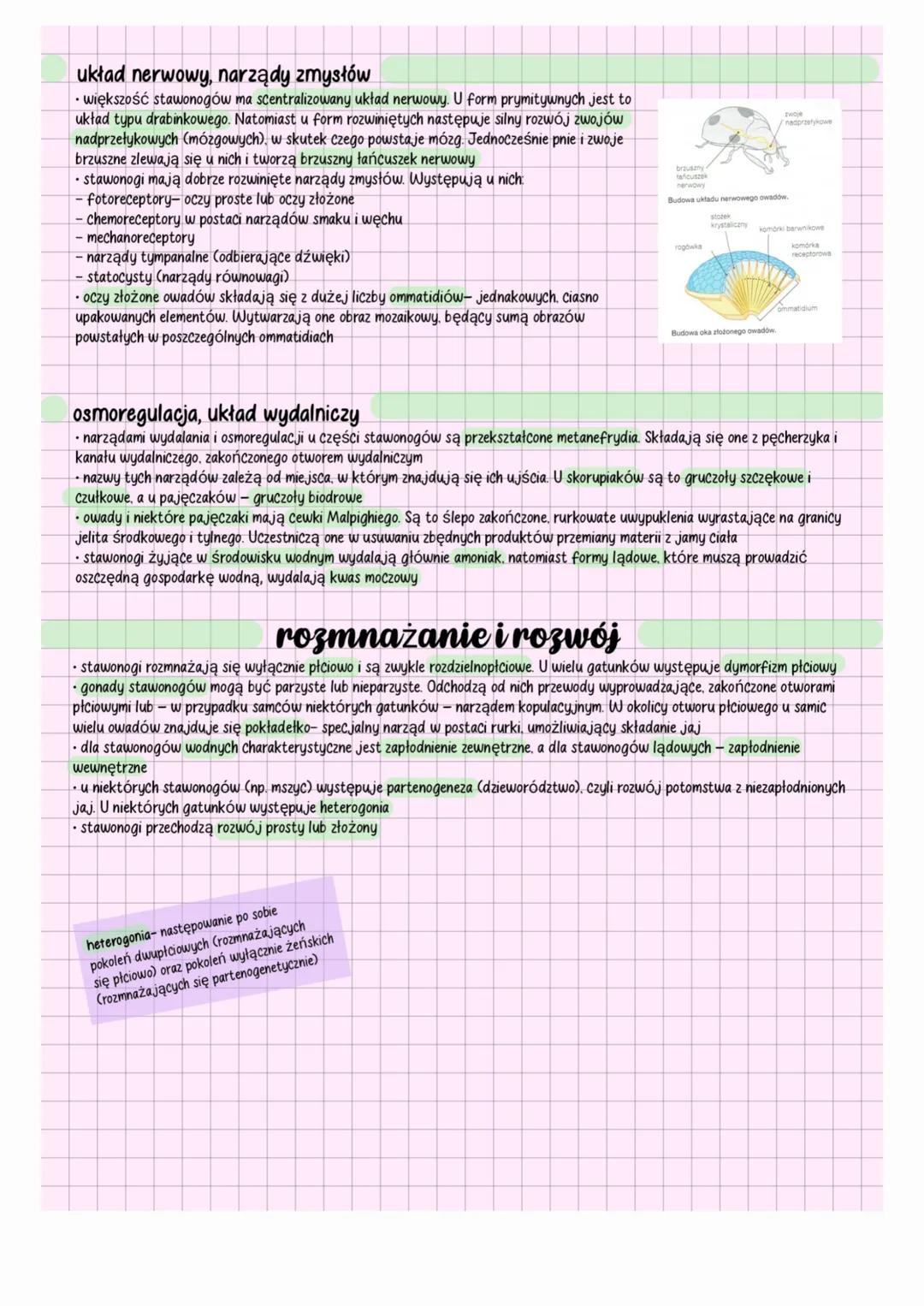 stawonogi
charakterystyka
•stawonogi (Arthropoda) to zwierzęta tkankowe, trójwarstwowe, pierwouste, dwubocznie symetryczne
⚫jamą ciała stawo