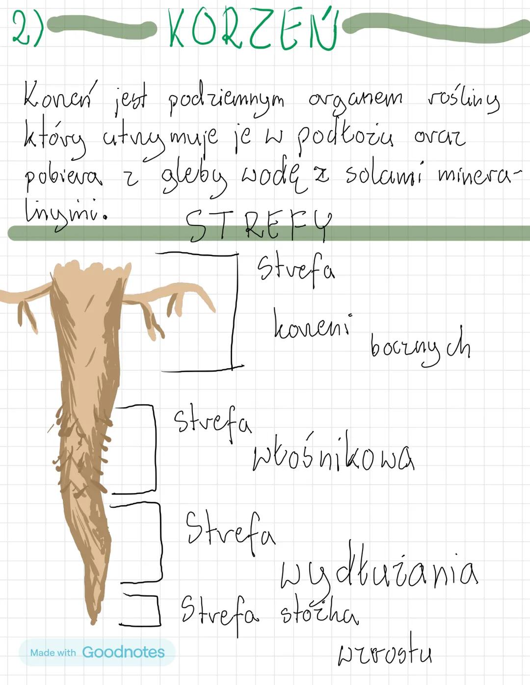 IV TKANKI I ORGANY ROŚLINNE
1) TKANKI ROSLINE
2) KORZEŃ
3) PĘD, FUNKCJE ŁODYGI
4)LISC
Made with Goodnotes 1)
TKANKI
t. twórcze
t. state
а
za