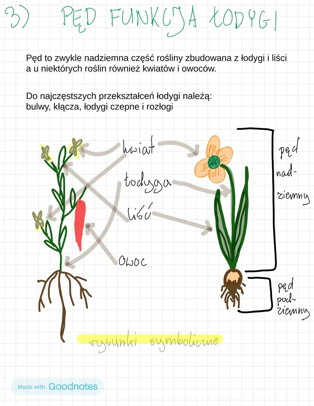 IV TKANKI I ORGANY ROŚLINNE
1) TKANKI ROSLINE
2) KORZEŃ
3) PĘD, FUNKCJE ŁODYGI
4)LISC
Made with Goodnotes 1)
TKANKI
t. twórcze
t. state
а
za