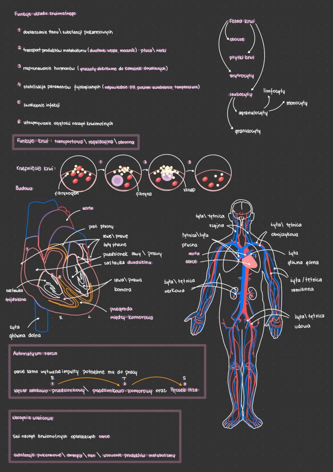 Funkcje układu krwionośnego
1 dostarczanie tlenu substancji pokarmowych
2 transport produktów metabolizmu (dwutlenk węgla, mocznik) płuca \n