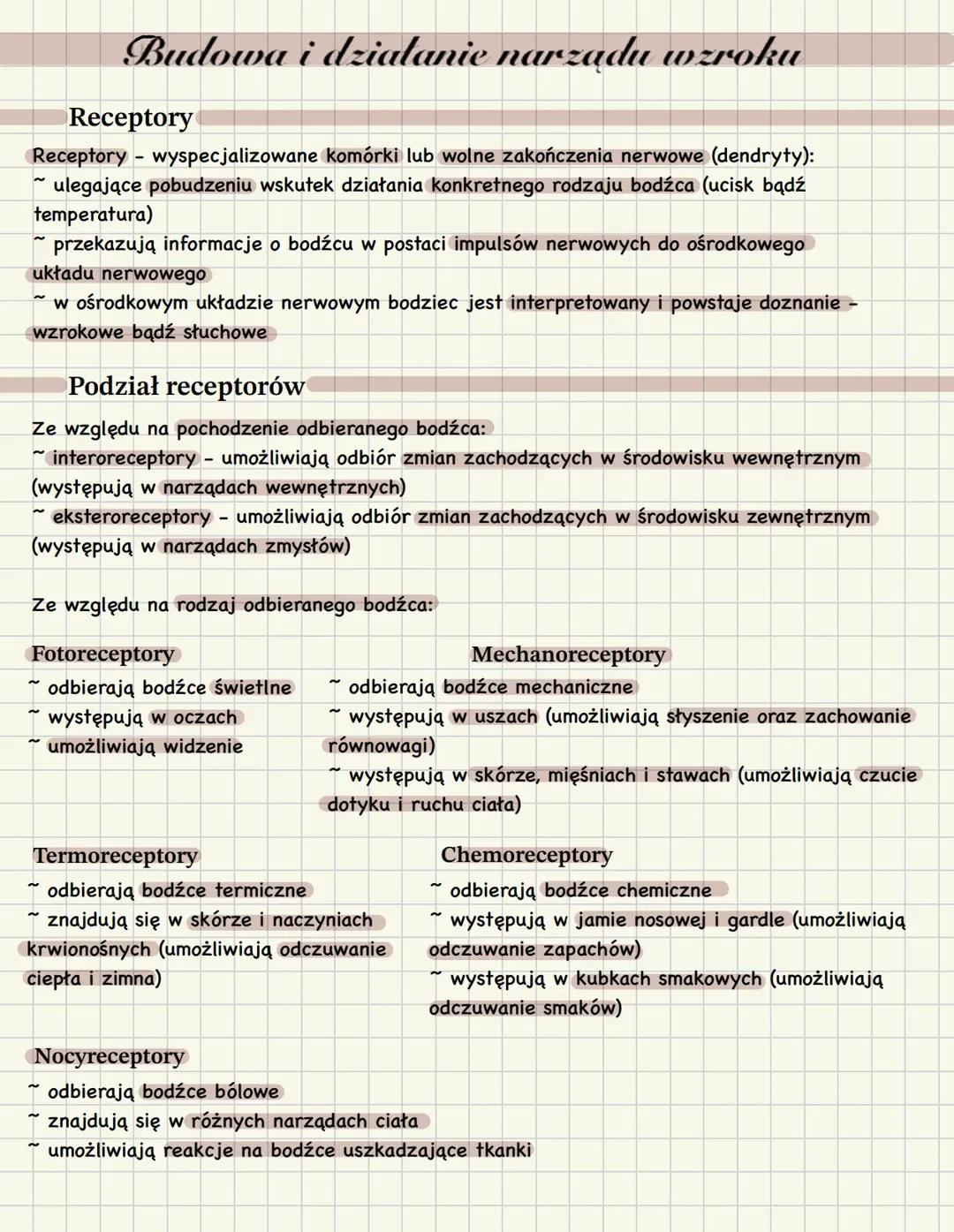 Budowa i działanie narządu wzroku