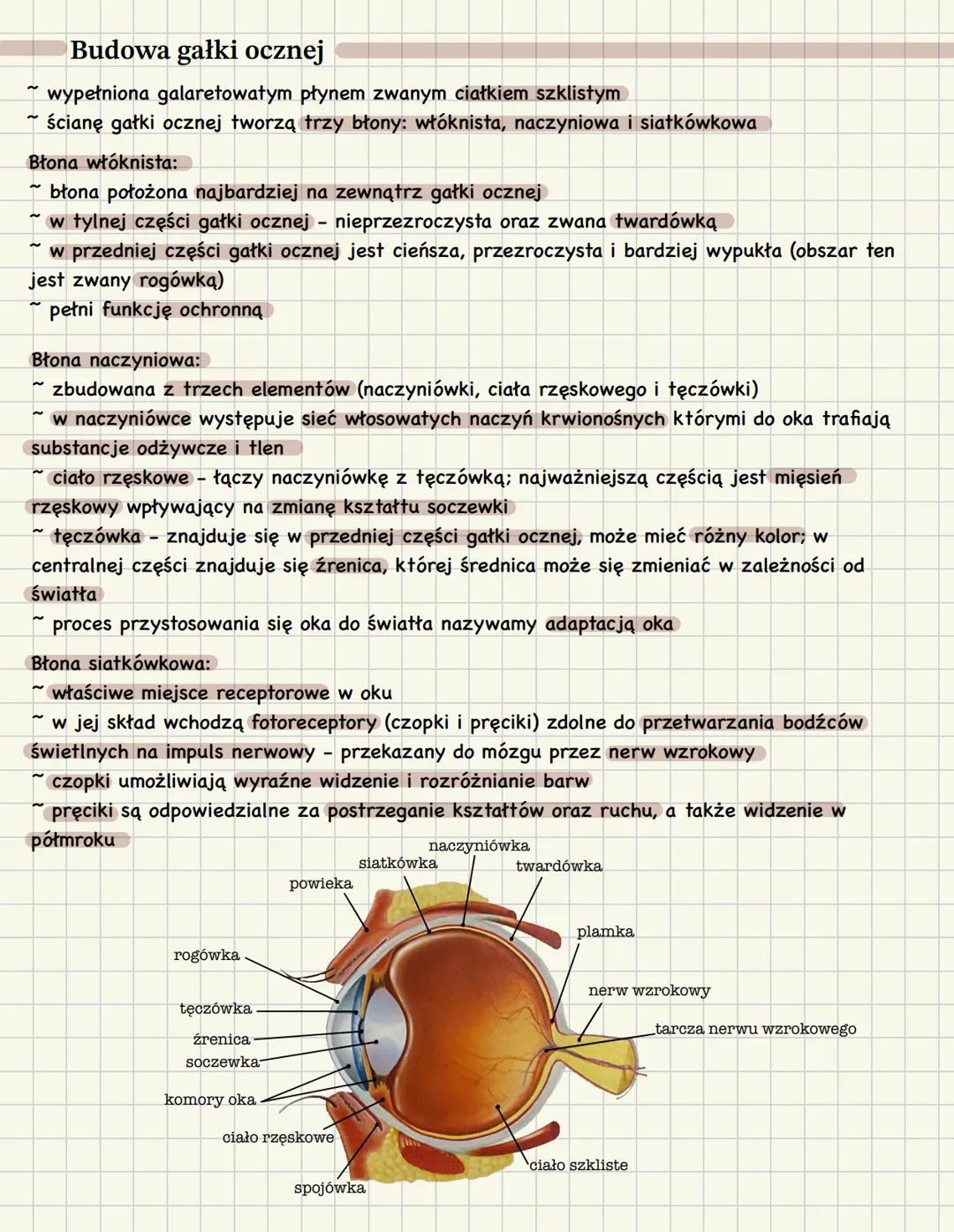 Budowa i działanie narządu wzroku
Receptory
Receptory wyspecjalizowane komórki lub wolne zakończenia nerwowe (dendryty):
~ ulegające pobudze