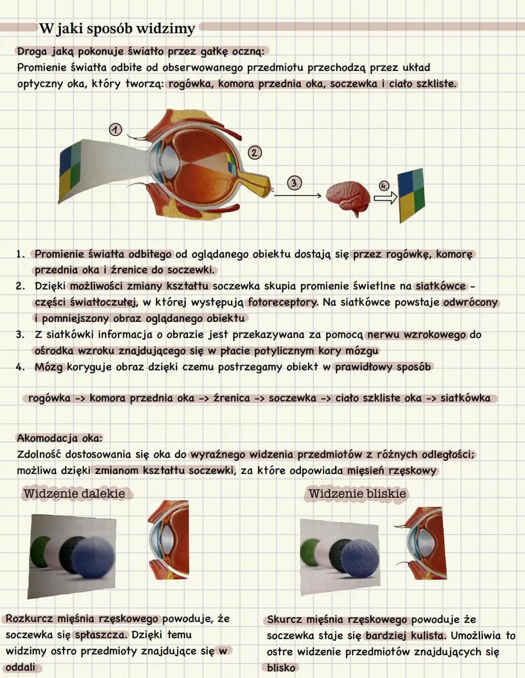 Budowa i działanie narządu wzroku
Receptory
Receptory wyspecjalizowane komórki lub wolne zakończenia nerwowe (dendryty):
~ ulegające pobudze