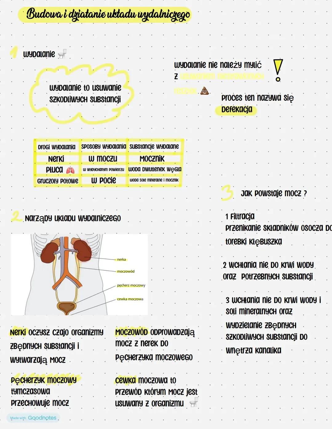 Budowa i funkcje układu wydalniczego