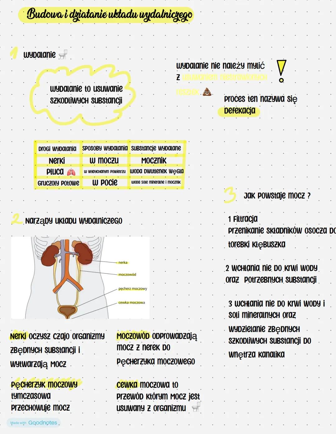 Budowa i działanie układu wydalniczego
wydalanie
wydalanie nie należy mylić
wydalanie to usuwanie
SZKODLIWYCH SUBStancji
Z
DROGI WYDalania S