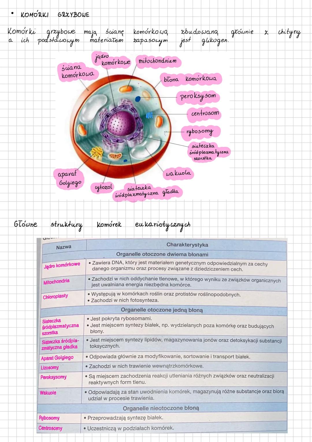 RODZAJE KOMÓREK I ICH BUDOWA
Głównym kryterium klasyfikacji komórek jest obecność w nich jądra komórkowego
lub jego brak.
Podział komórek