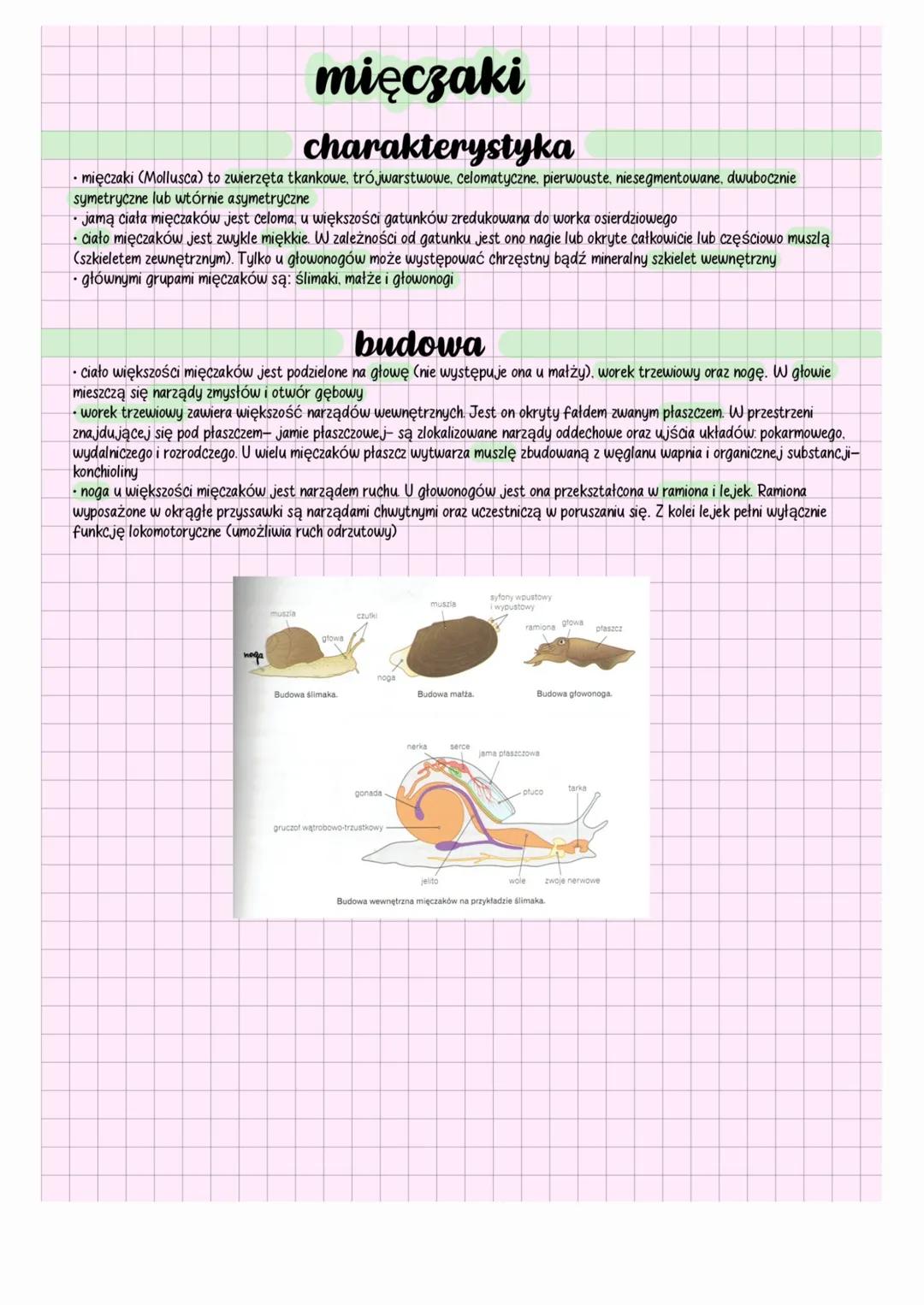 mięczaki
charakterystyka
mięczaki (Mollusca) to zwierzęta tkankowe, trójwarstwowe, celomatyczne, pierwouste, niesegmentowane, dwubocznie
sym