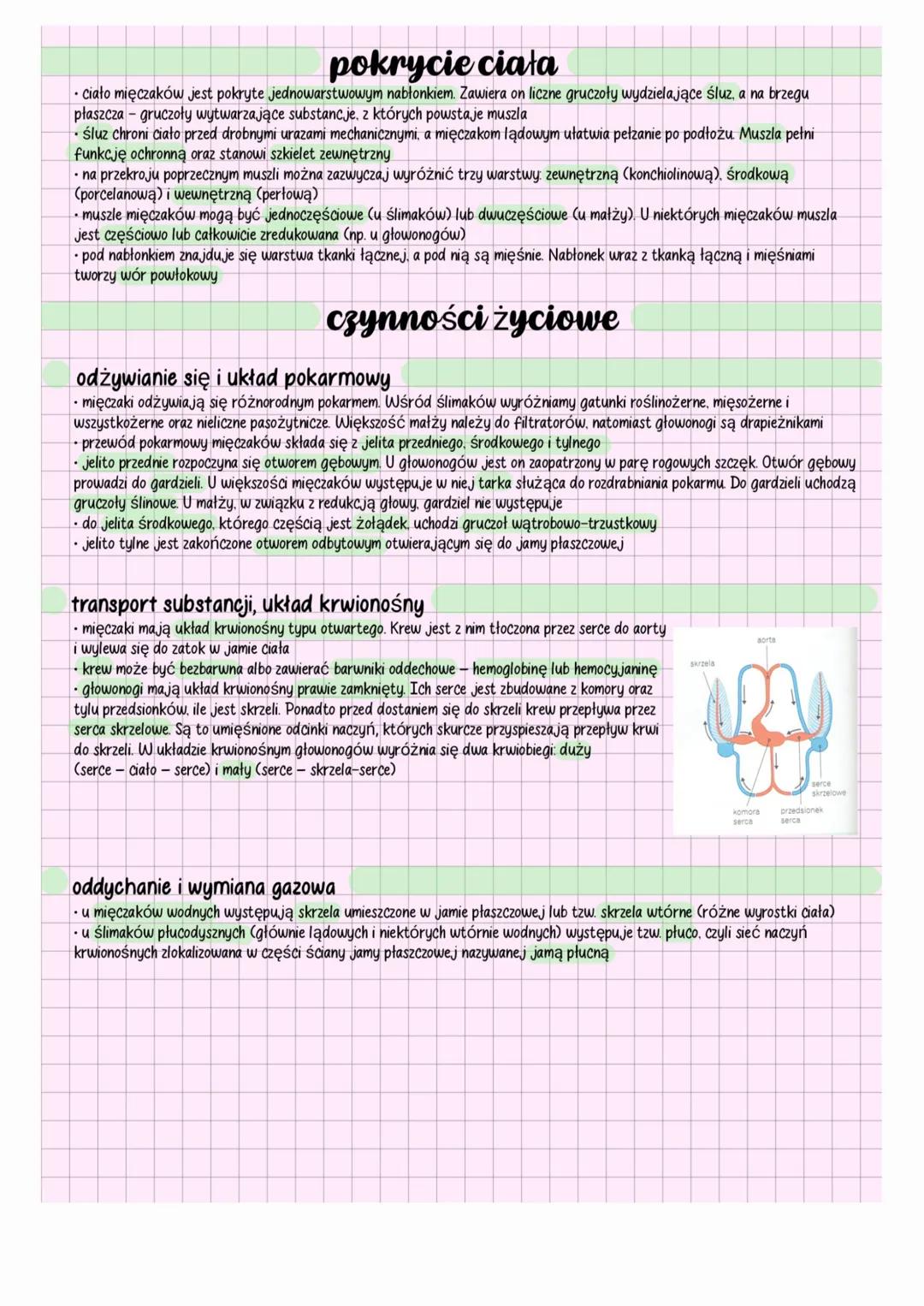 mięczaki
charakterystyka
mięczaki (Mollusca) to zwierzęta tkankowe, trójwarstwowe, celomatyczne, pierwouste, niesegmentowane, dwubocznie
sym