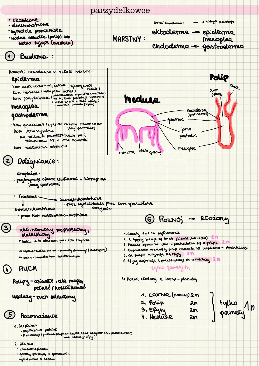 gąbki
• beztkankone
• drunvrstnone
• symetria promieniste
• duže zdolności repemeracji
• nodme, osiadte
① Budona
•ciato ma ksetatt norke