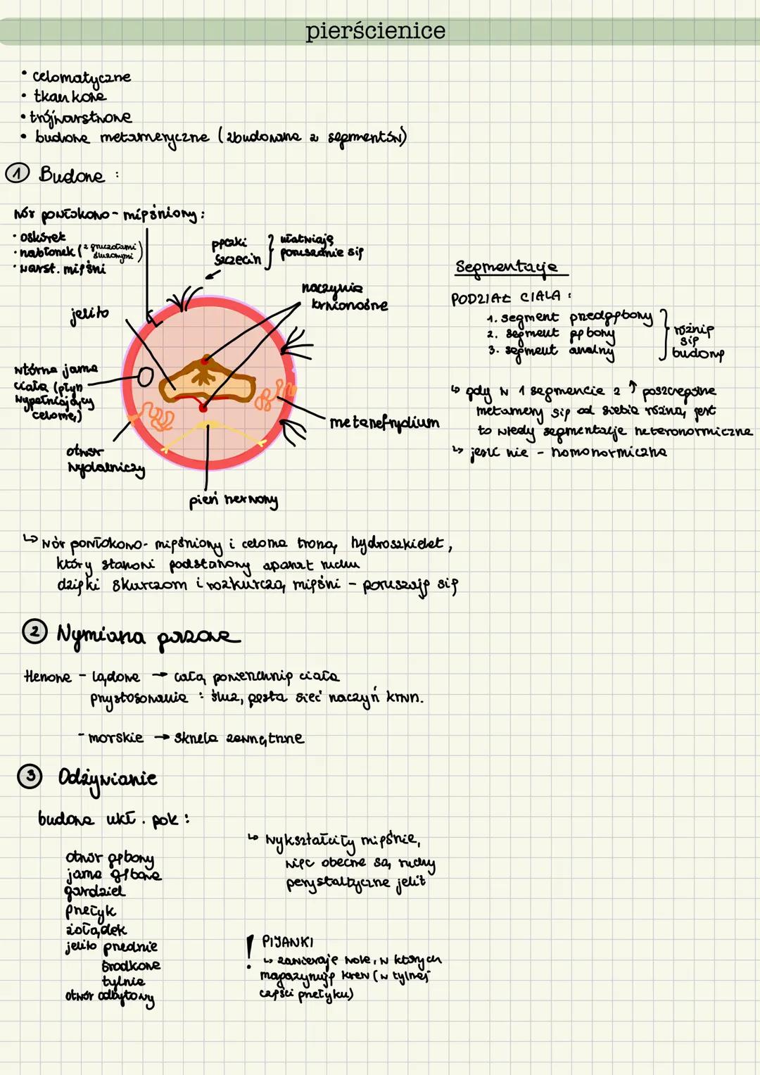 gąbki
• beztkankone
• drunvrstnone
• symetria promieniste
• duže zdolności repemeracji
• nodme, osiadte
① Budona
•ciato ma ksetatt norke