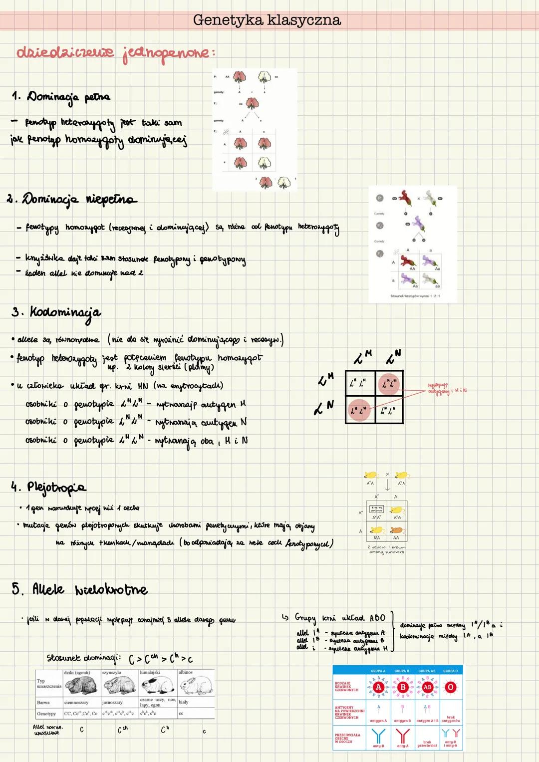 Genetyka klasyczna
gen - podstawowa jednostka dziedziczności potrzebna do wytworzenia białka lub RNA
allel - wersja genu (powoduje wykształ
