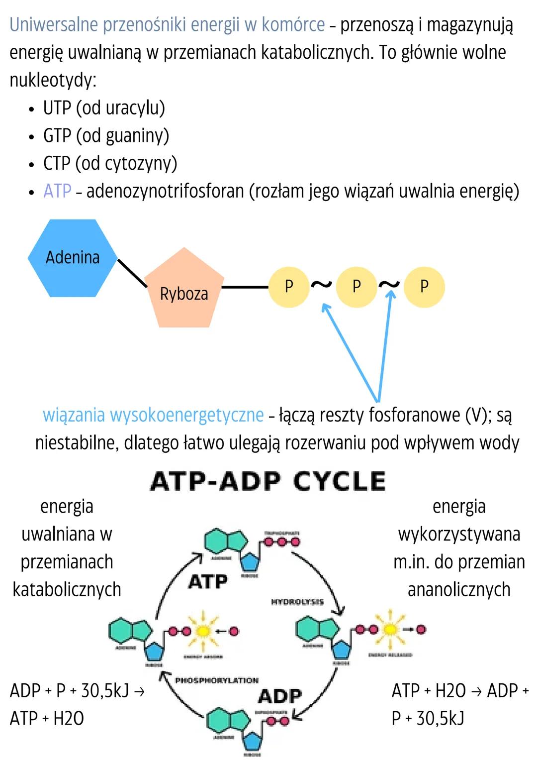 Podstawowe zasady
metabolizmu
Metabolizm - całość przemian chemicznych i energetycznych
zachodzących w komórce.
Kierunki przemian metabolicz