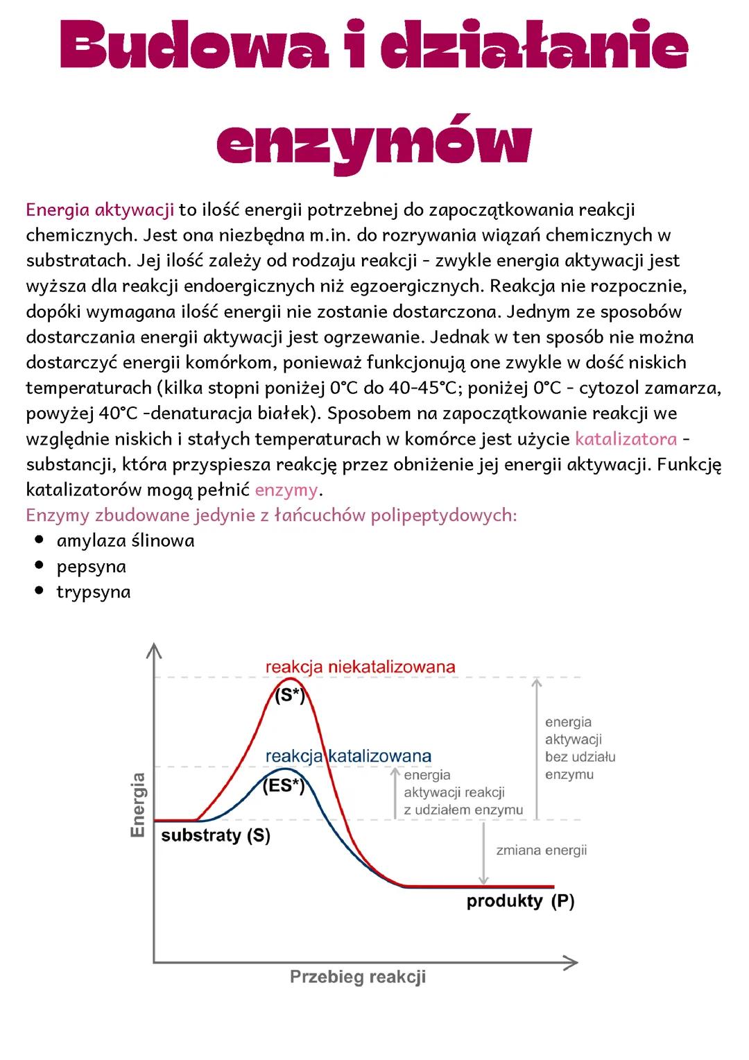 Budowa i działanie enzymów