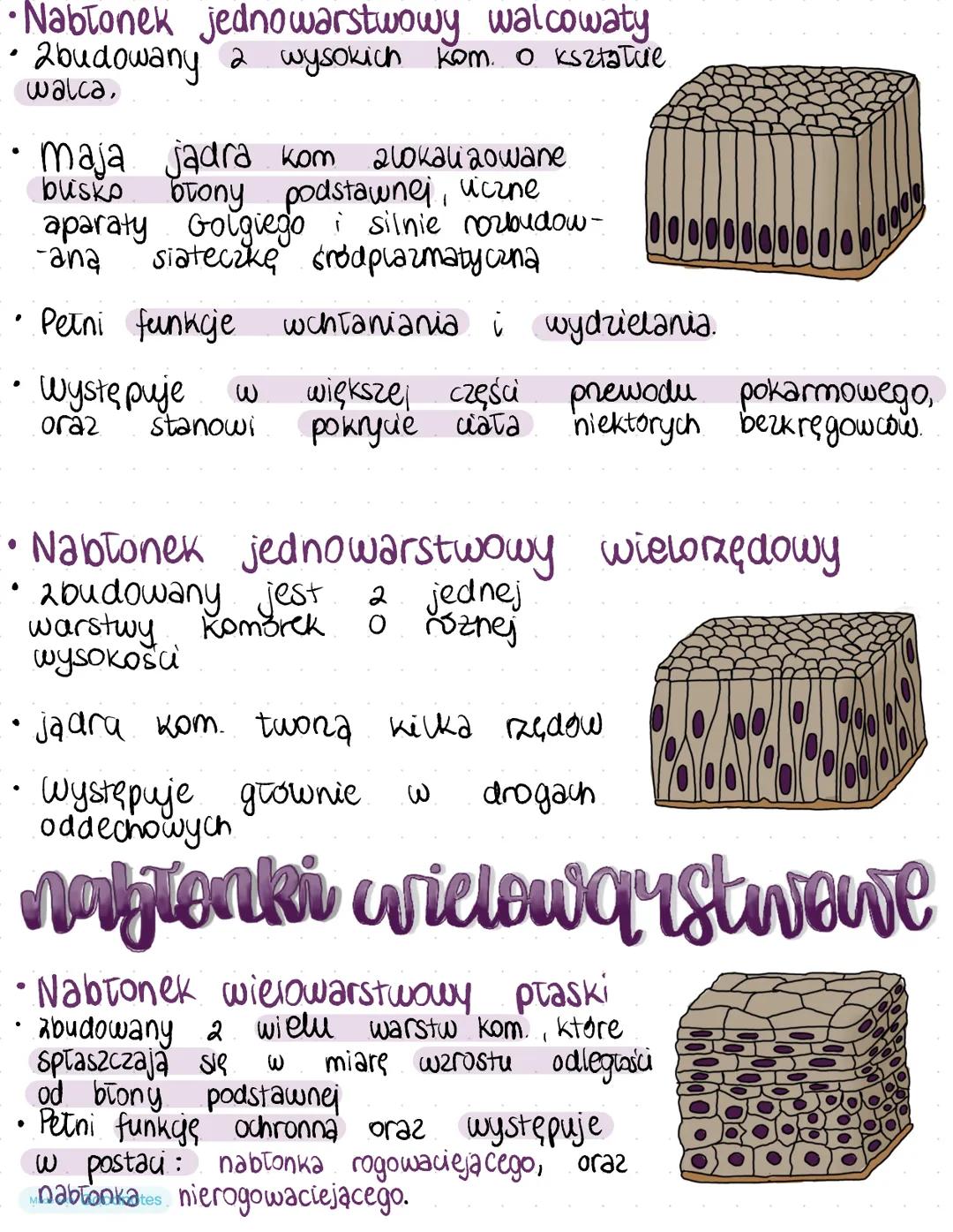 tkanka
nagronkowa
•Tkanka nabronkowa jest jedna z 4 tzw. tkanek ostatecznych.
• Ткапка
mezodermy.
•
nabłonkowa
budowa
powstaje
2 ektodermy,
