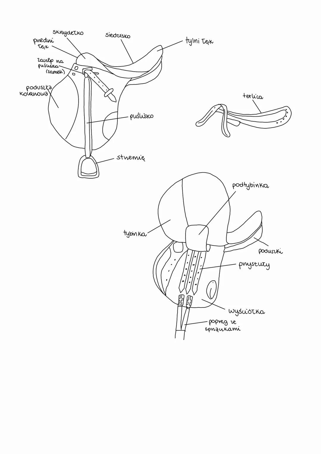 Sknydetko
Siedzisko
tylni Tak
predni
tak
галер па
pususka
(гатек)
poduszka,
kolanowa
terlica
puślisko
stnemię
podtybinka
tybin ka