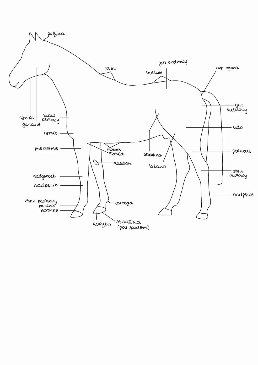 Sknydetko
Siedzisko
tylni Tak
predni
tak
галер па
pususka
(гатек)
poduszka,
kolanowa
terlica
puślisko
stnemię
podtybinka
tybin ka