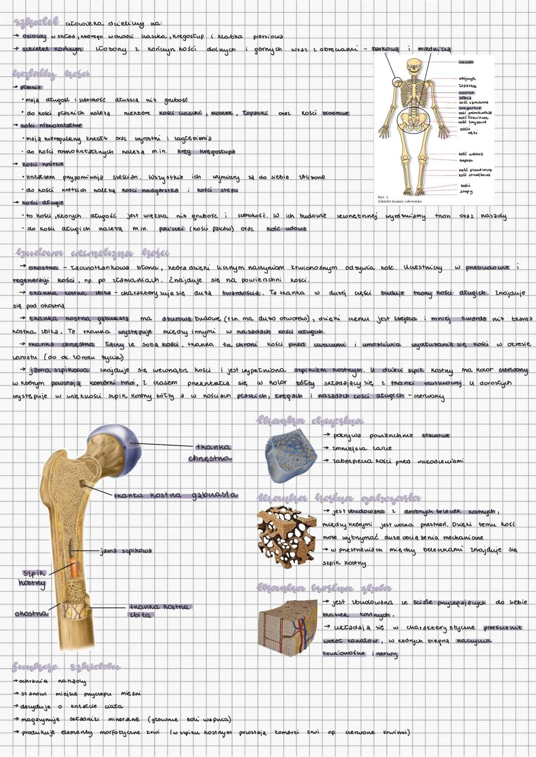 sgezeelel atowicka duielimy na:
- osiowy → ontad, nhórego wchoon nasika, Kregostup (klatko piersiowa
- sikietet konuyn worony z końcyn ności