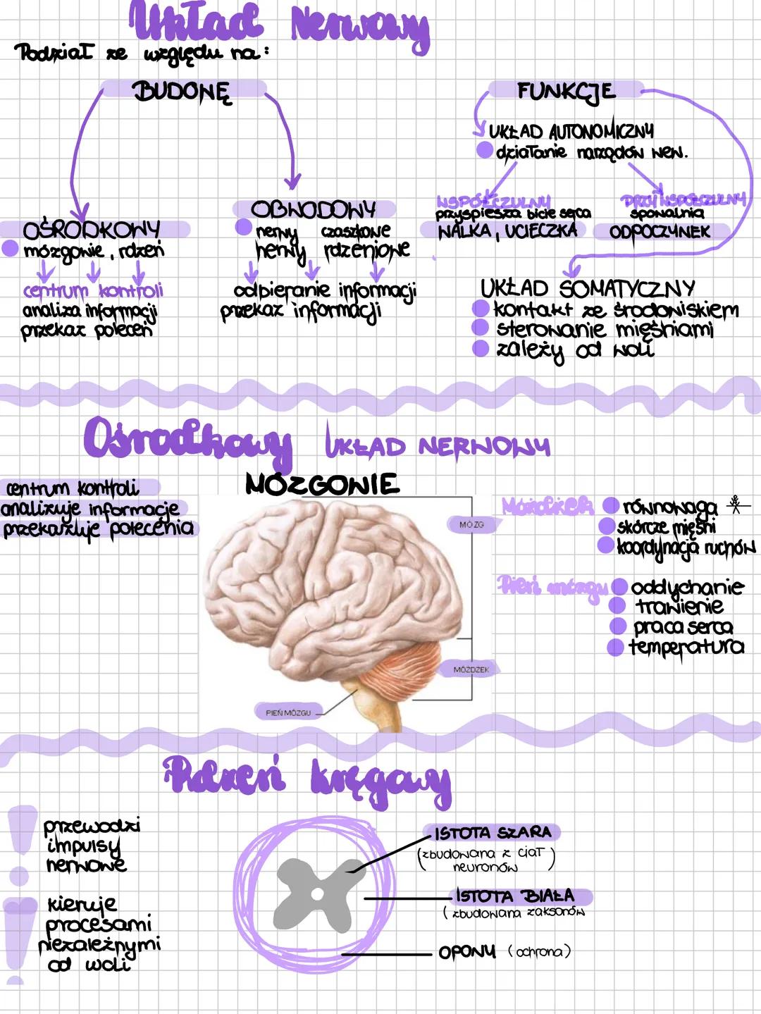 # Układ Nerwaawy
Podział ze względu na:
BUDONE
OŚRODKONY
mózgowie, rodzeń
centrum kontroli
analiza informacji
przekaz polecen
OBNODOWY
n