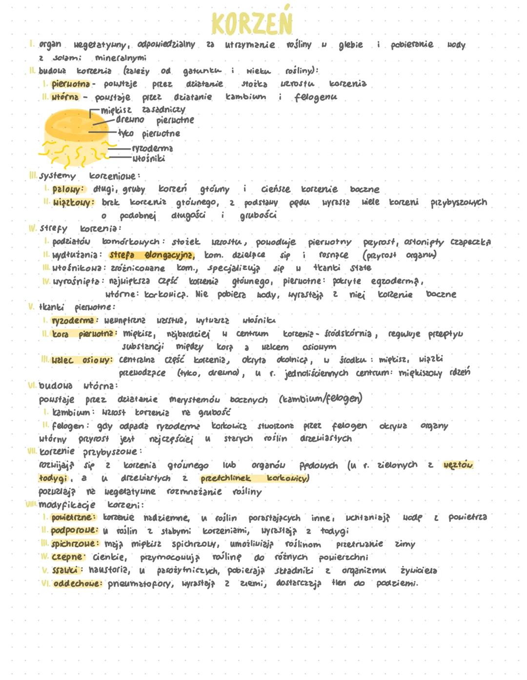 # KORZEN
organ wegetatywny, odpowiedzialny za utrzymanie rośliny w glebie i pobieranie wody
2 solami mineralnymi
I. budowa korzenia (zależy