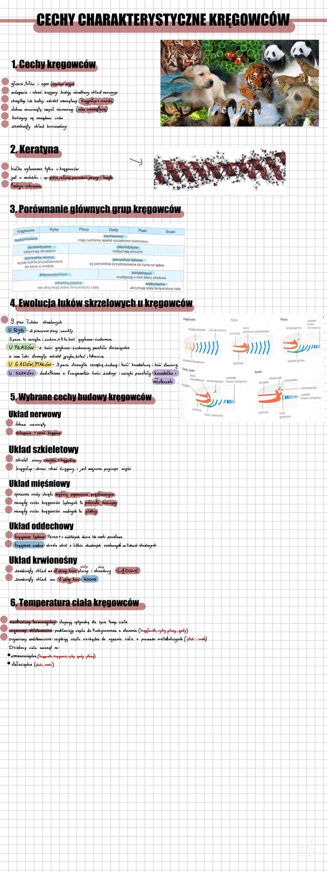 CECHY CHARAKTERYSTYCZNE KRĘGOWCÓW
1. Cechy kręgowców
- głowa, tułów, ogon
- w większości kręgosłup
- chrzęstna lub kostna
- dobrze rozwinięt