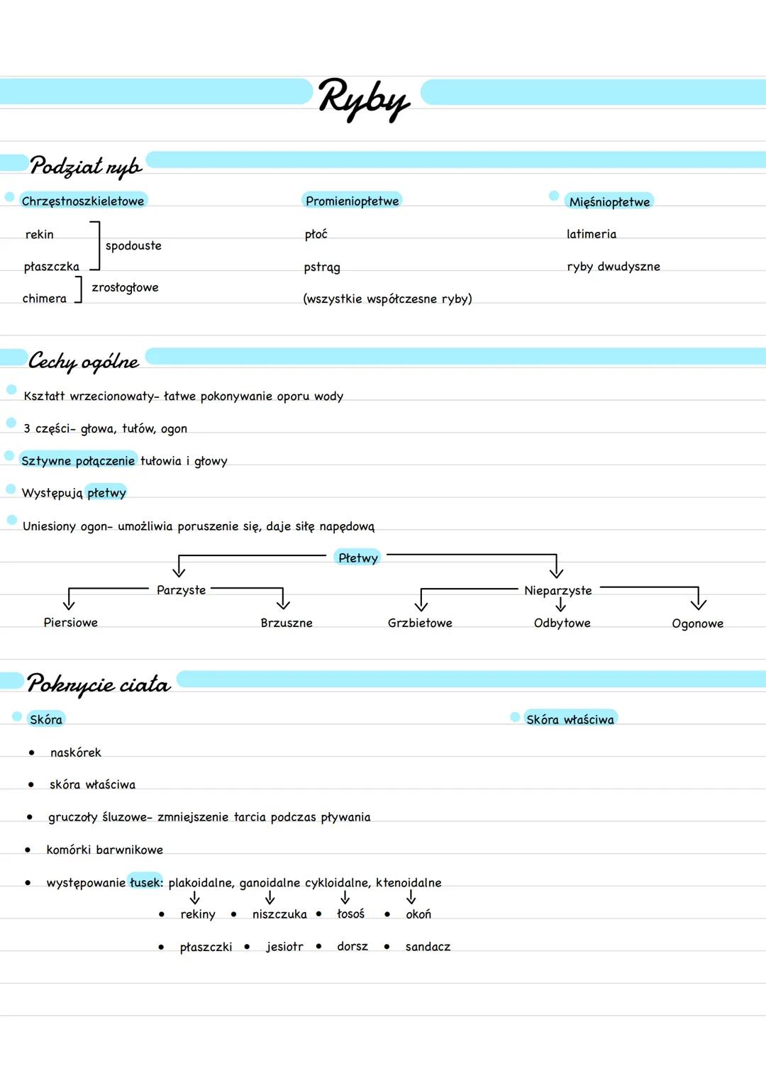 Podział nyb
Chrzęstnoszkieletowe
rekin
Ryby
Promieniopłetwe
płoć
spodouste
pstrąg
(wszystkie współczesne ryby)
Mięśniopłetwe
latimeria
ryby