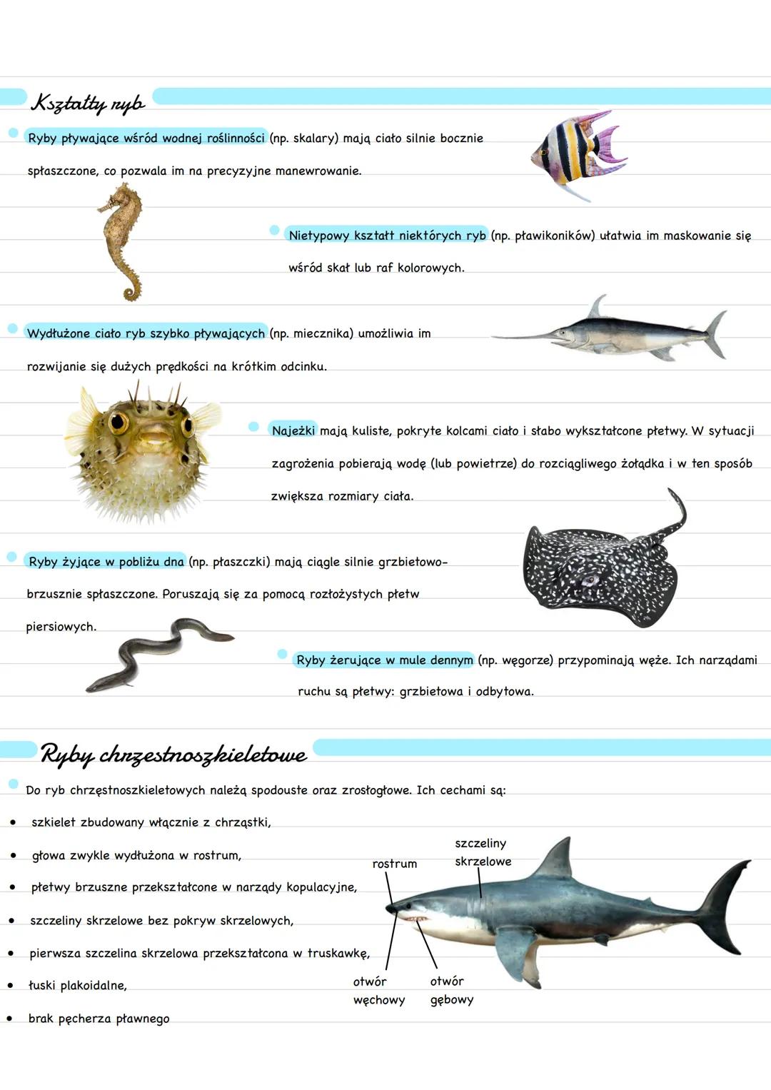Podział nyb
Chrzęstnoszkieletowe
rekin
Ryby
Promieniopłetwe
płoć
spodouste
pstrąg
(wszystkie współczesne ryby)
Mięśniopłetwe
latimeria
ryby